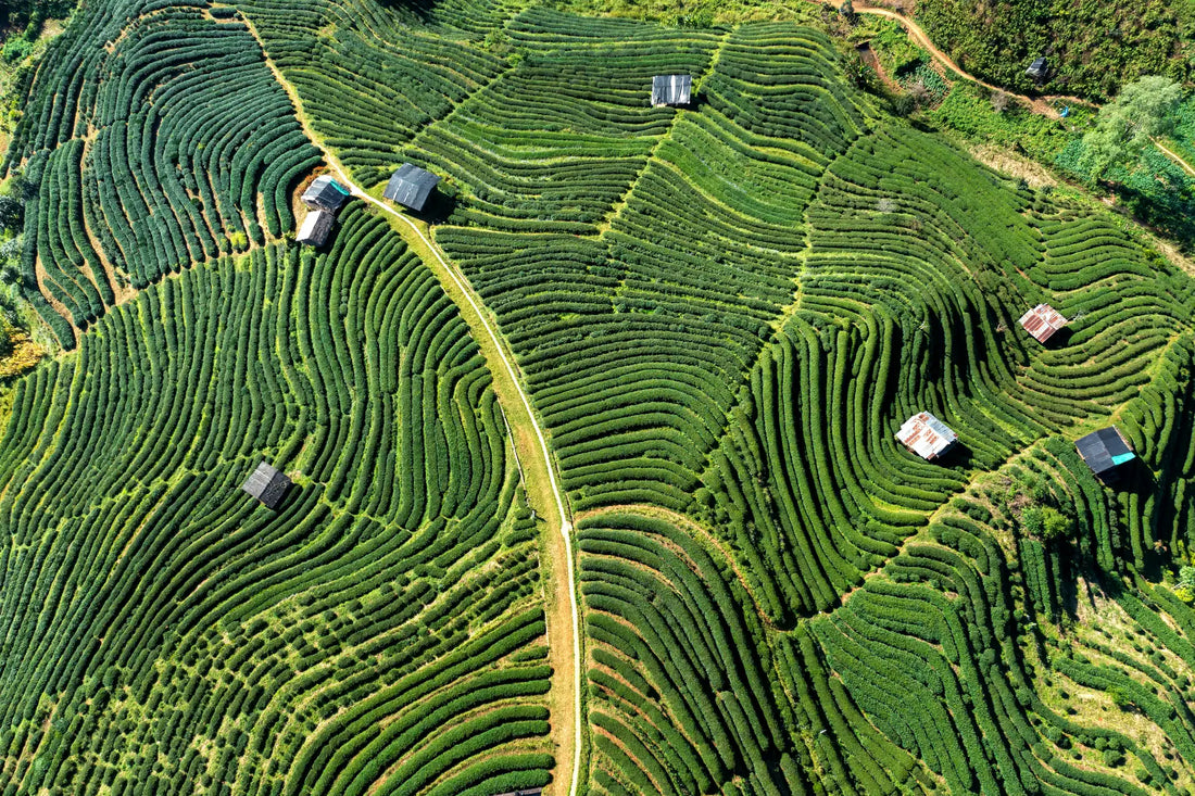 Shade, Stone and Steam: How Great Matcha Is Made